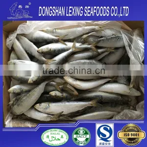 Good Quality Frozen Sardine Prices thumbnail-1