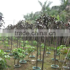 Ficus Elastica Gardening Trees thumbnail-1