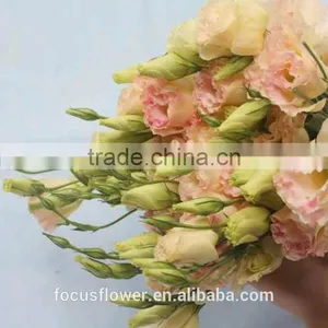 Fresh Cut Charming Champagne Eustoma Flowers With High Quality thumbnail-2