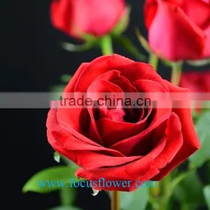 Export Fresh Cut Rose Flowers Carola Roses High Quality Fresh Roses From China thumbnail-3