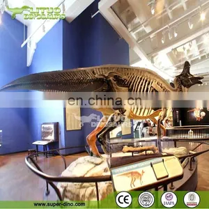Museum Display Actual Size Dinosaur Skeleton thumbnail-3