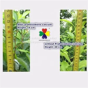 Agriculture Plant Growth Inhibitor Best Product Prohexadione Calcium 20wg Good Price thumbnail-3
