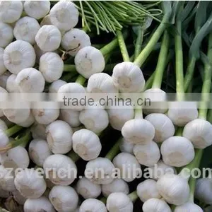 2016 NEW CROP CHINESE FRESH GARLIC ----PLACE OF ORIGIN,WE ARE FARMER thumbnail-4