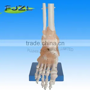 Life-Size Foot Joint With Ligaments thumbnail-1