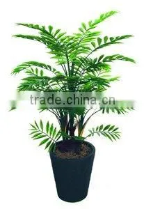 Fishtail Palm thumbnail-1