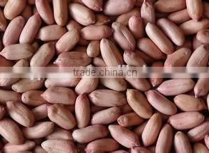 Good Quality Peanut Kernels 50/60 thumbnail-1