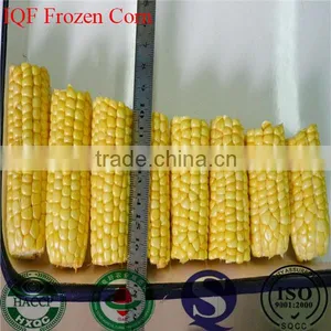 IQF Freezing Process and Frozen Style Canned Sweet Kernel Baby Corn thumbnail-5