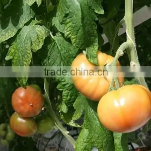 TOMATO thumbnail-5
