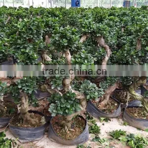 Indoor&outdoor Big Ficus S Shape thumbnail-5