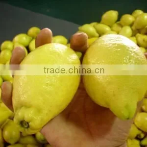 Fresh Adalia Lemon thumbnail-1