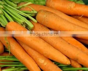 Mini Carrot Harvester for Sales thumbnail-1