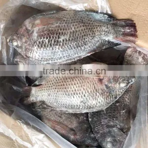 China Supplier Frozen Tilapia thumbnail-1