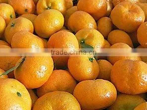 Baby Nanfeng Orange thumbnail-1