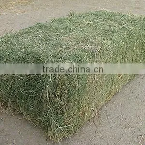 Grass Hay Bale, Rhode Hay Bale, Dry Hay Bale, Hay for Animal Feeding, Hay Bale thumbnail-1