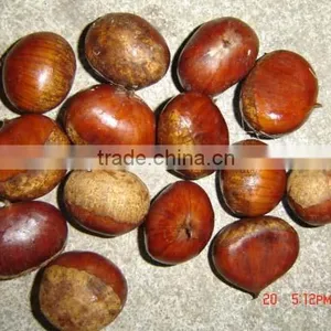 2013 New Crop Fresh Chestnut for Sale thumbnail-1