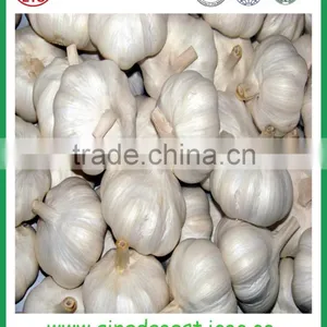 Cheap Garlic Jinxiang Wholesale Price thumbnail-4