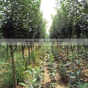 Malus Prunifolia Tree Seedling thumbnail-3