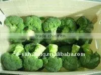 Iqf Broccoli Florets thumbnail-1