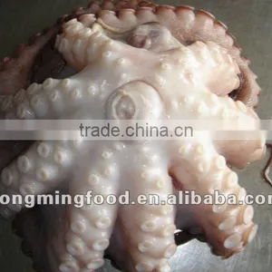Large Octopus thumbnail-1