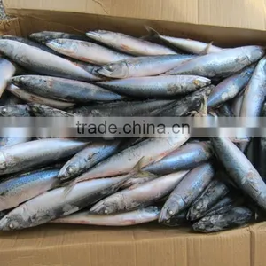 Frozen W/R Pacific Mackerel Good-quality Seafood Pacific Mackerel Fresh thumbnail-2