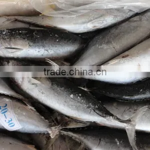 Frozen Whole Round Bonito thumbnail-2