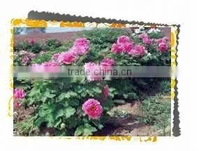 Tree Peony Plant Root Chun Hong Jiao Yan thumbnail-1