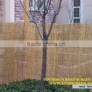 Reed Fence thumbnail-5