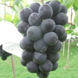 Jubao is Very Early Grape Seedling Grape Vines thumbnail-1