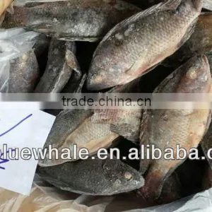 Tilapia thumbnail-5