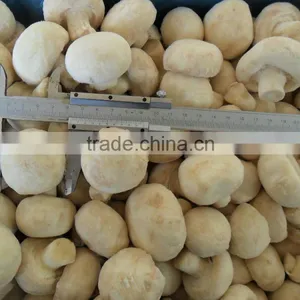 IQF Taro With Best Quality and Hot Price thumbnail-2