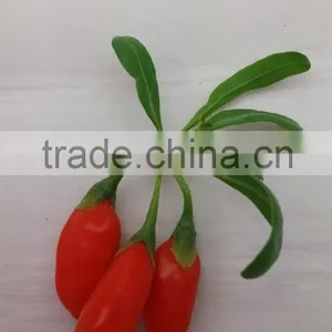 Ningxia Goji Berry thumbnail-2
