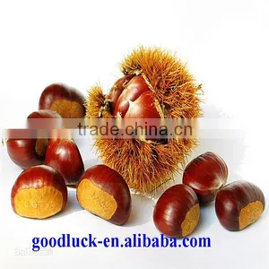 Chinese Good Taste Chestnut Supplier thumbnail-1