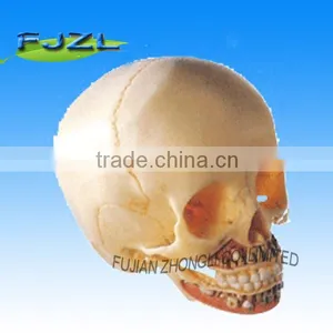 High Quality Educational Pvc Skull, Infant Skull Model thumbnail-1