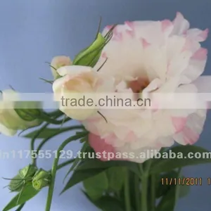 Fresh Cut Flower Eustoma Lisianthus thumbnail-1