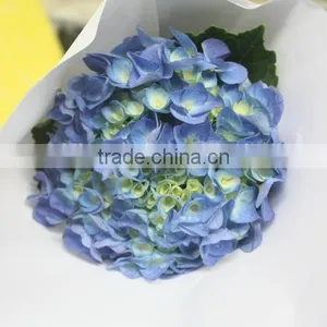 Fresh Factory Direct Flower Hydrangea thumbnail-1