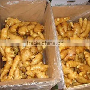 Bulk Fresh Ginger thumbnail-1