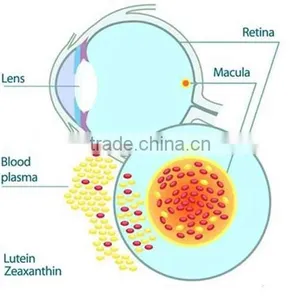Lutein Powder /Xanthophyll/Marigold Extract/Marigold Extract Powder thumbnail-4