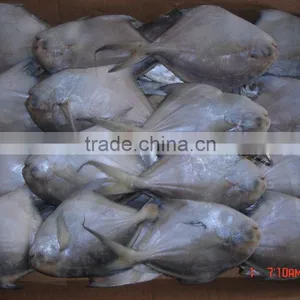 Silver Pomfret thumbnail-1