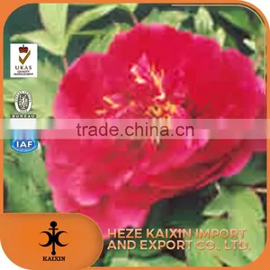 Hot Sale Paeoniflorin Tree Peony Root Bark thumbnail-2