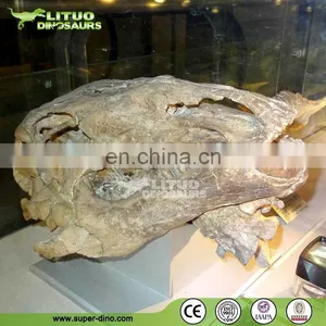Museum Display Simulation Life Size Dinosaur Head Bone thumbnail-2