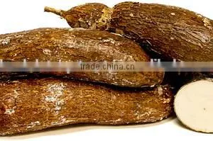 Best Quality Fresh Cassava Root thumbnail-1