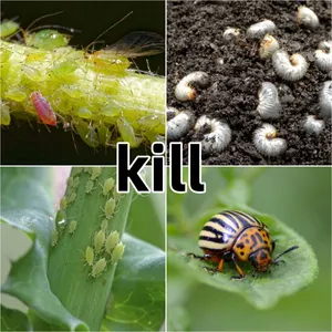 Insecticide Thiamethoxam 98%tc for Sale Pesticides for Agriculture thumbnail-2