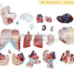Human Anatomical Asexual Torso Model With Organ thumbnail-3