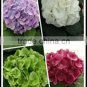 Good Smell Hot Selling Fresh Cut Flowers White Hydrangea Cut Flowers thumbnail-1