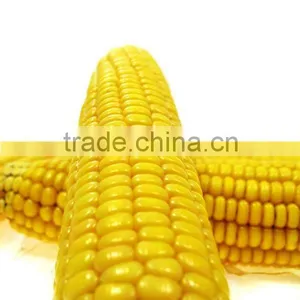 200TPD Automatic Corn Flour Mill Machinery thumbnail-4