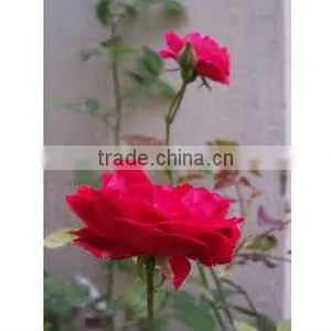 100 % Rose Essential Oil thumbnail-1