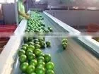 HKVIMEX'S Supply Bulk Fresh Lime Seson 2014 thumbnail-1