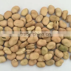Broad Green Beans With Marketing Price for Hot Sale With HACCP&ISO thumbnail-4