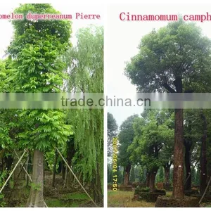 for Outdoor Landscaping Ornamental Bonsai Plants thumbnail-3