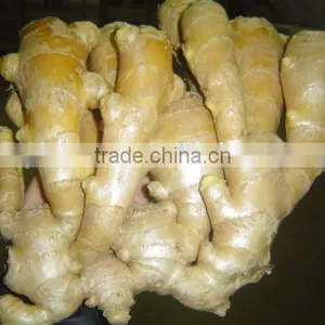 Fresh Mature Ginger thumbnail-3